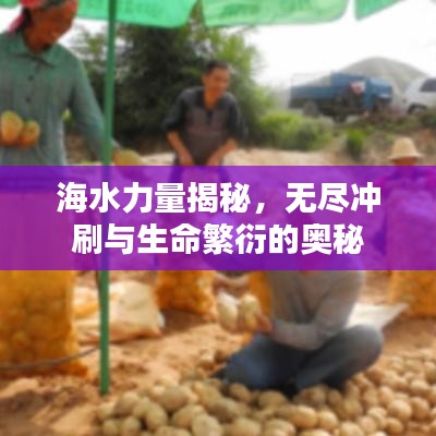 海水力量揭秘,无尽冲刷与生命繁衍的奥秘