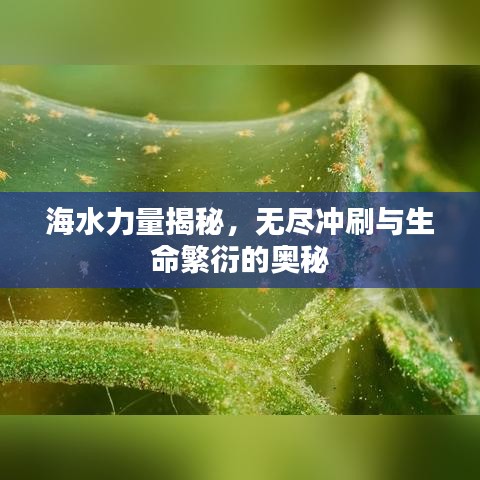 海水力量揭秘,无尽冲刷与生命繁衍的奥秘