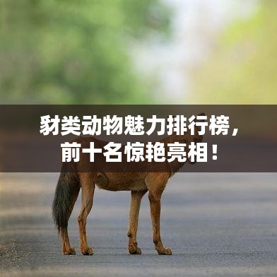 豺类动物魅力排行榜,前十名惊艳亮相!