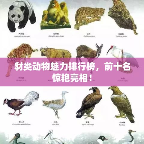 豺类动物魅力排行榜,前十名惊艳亮相!