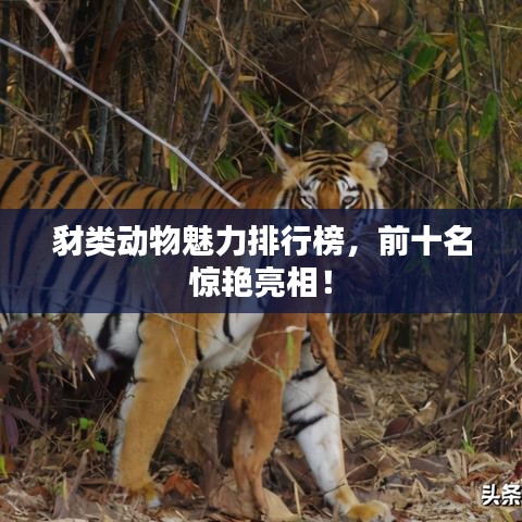 豺类动物魅力排行榜,前十名惊艳亮相!
