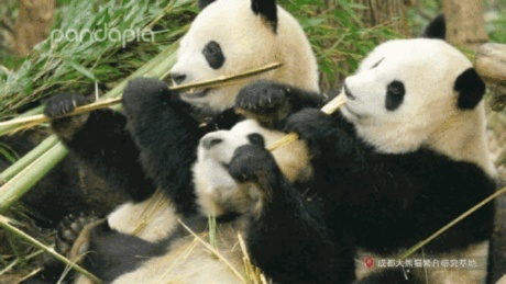 熊猫动态壁纸激活码与苹果官方电脑下载,综合解答解释定义-1080p_v4.558
